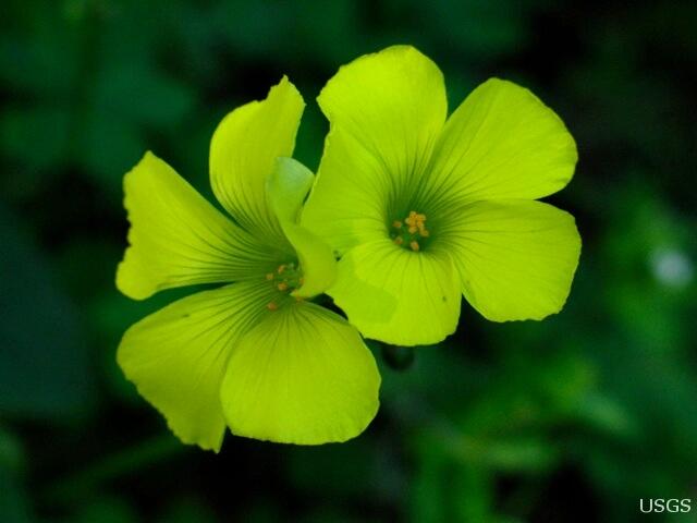 Image: Floating Flower