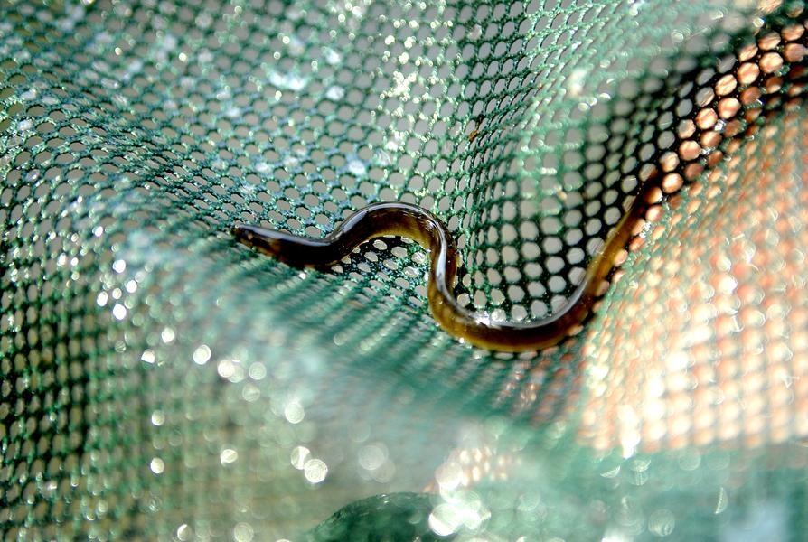Image: A Young American Eel