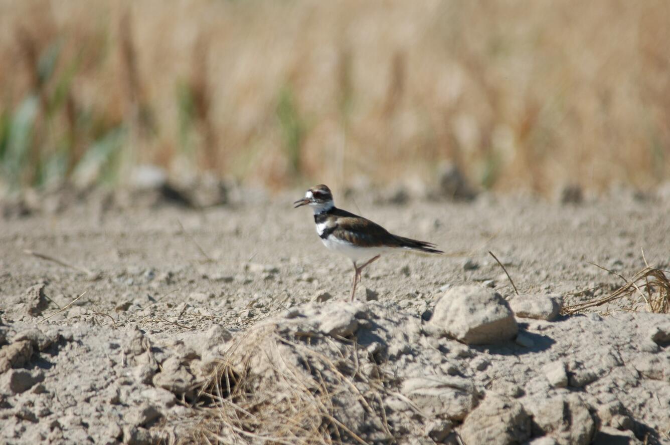 Image: Killdeer