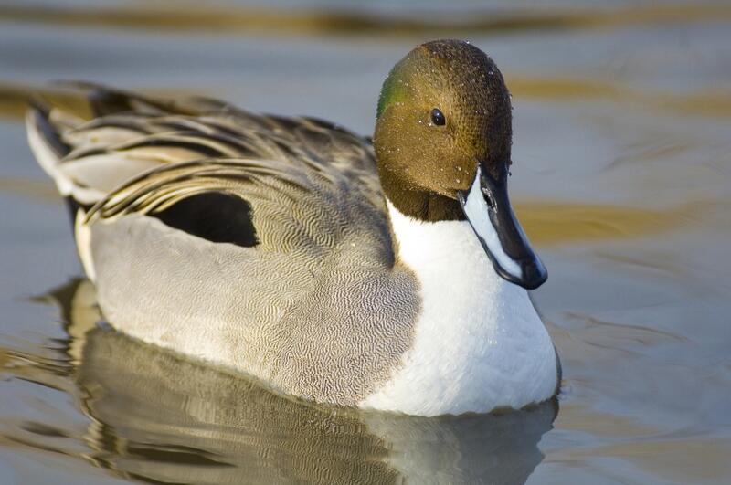 Image: Northern Pintail Duck