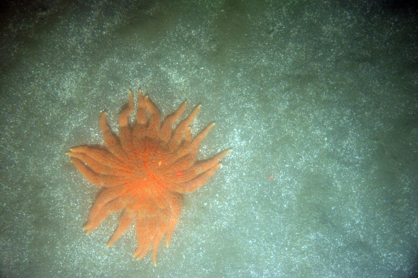 Image: California Coast Seafloor