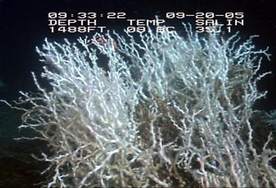 video thumbnail: Lophelia Coral Thicket