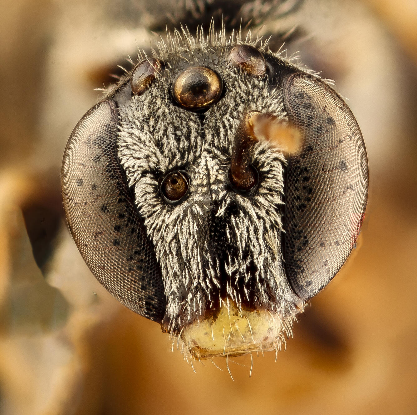 close up of image