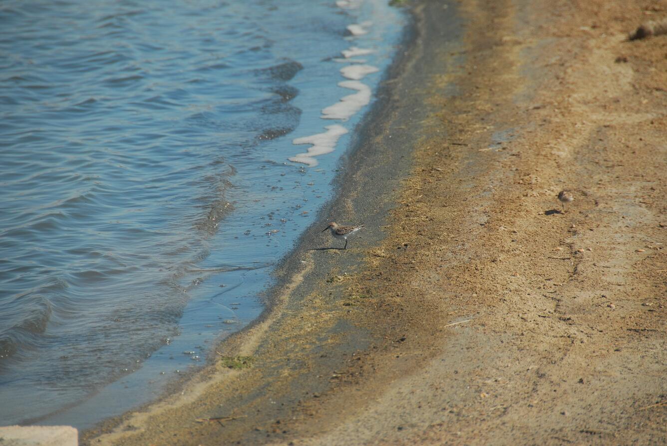 Image: Least Sandpiper