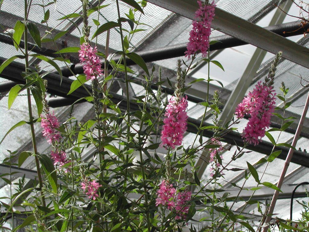 Image: Purple Loosestrife