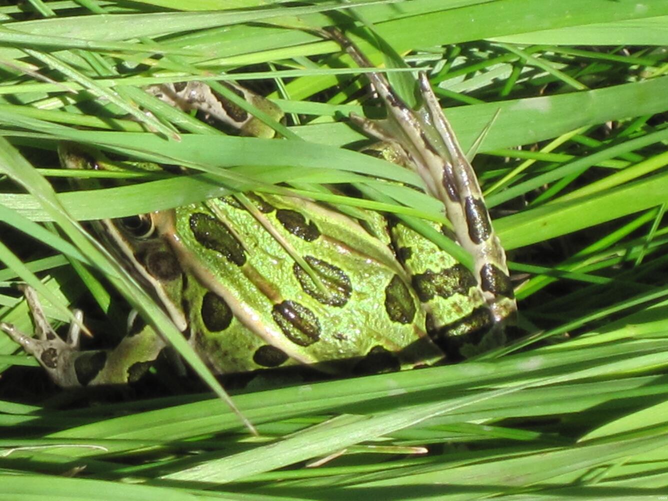 Image: Frog in Hiding