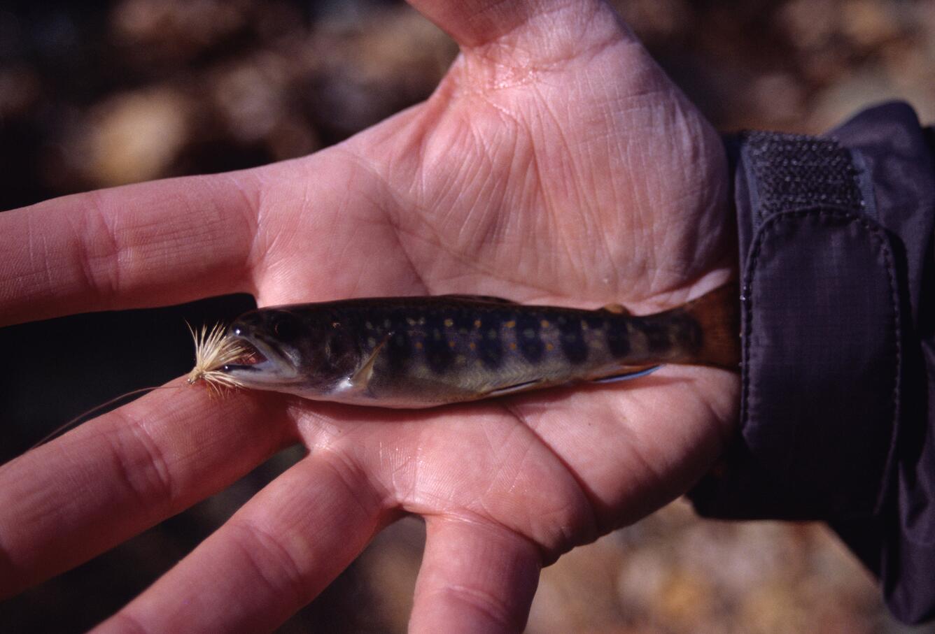 Image: Brook Trout (Salvelinus fontinalis)