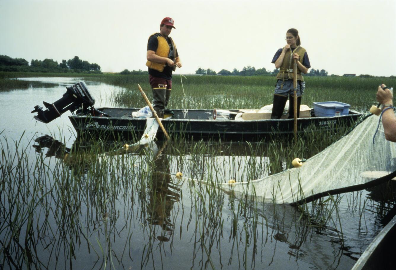 Image: Placing a Fyke Net in Wetland Vegetation