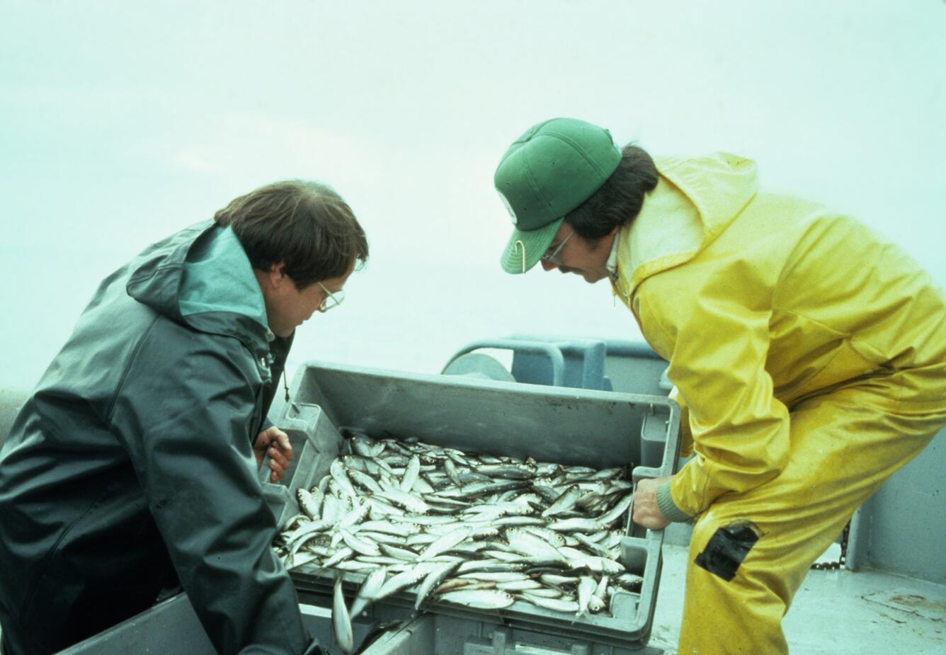 Image: Sorting Fish