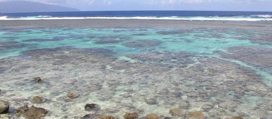 Image: Measuring Coral Growth