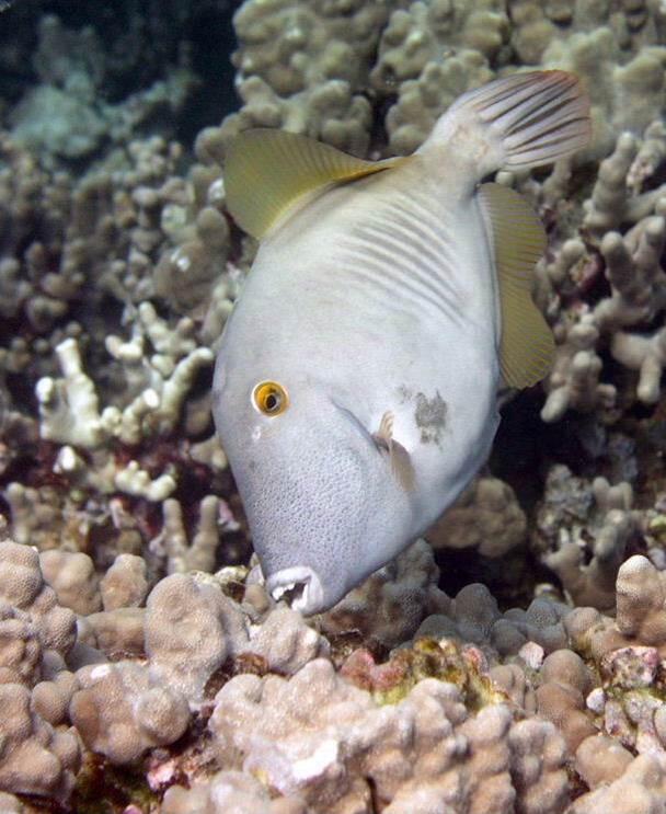 Image: Measuring Coral Predation