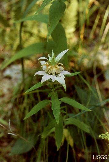 Image: Horsemint at Indiana Dunes National Lakeshore