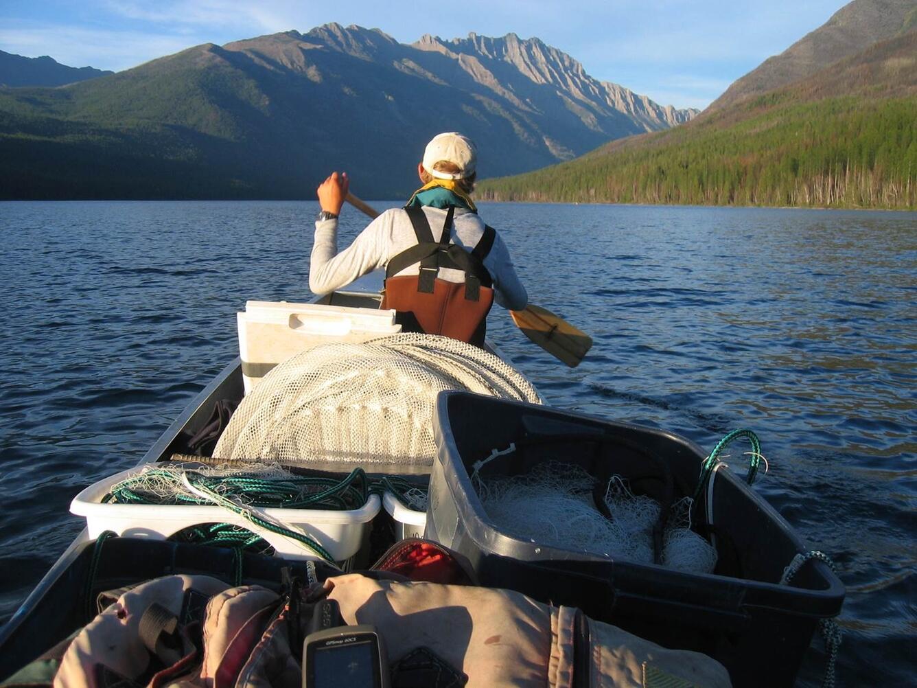 Image: Lake Trout Sampling in Glacier National Park