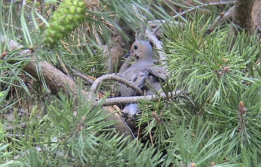 Image: Mourning Dove