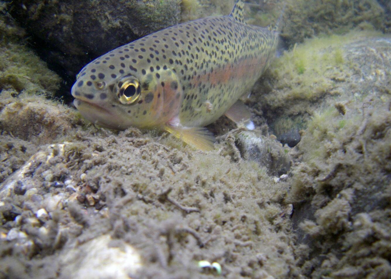 Image: A Rainbow Trout Rests Among Substrate in Panther Creek