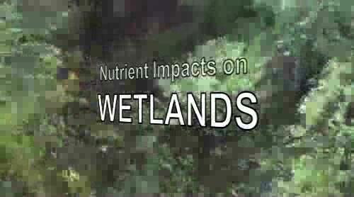 video thumbnail: Nutrient Impacts on Wetlands: Field Studies New Zealand
