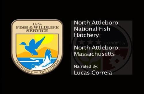 video thumbnail: Attleboro National Fish HatcheryInterview with Larry Lofton