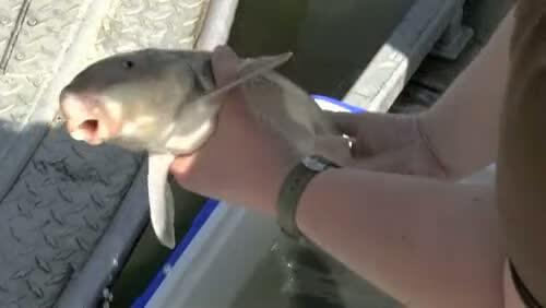 video thumbnail: Shocking! Electrofishing for Largescale Suckers on the Columbia River