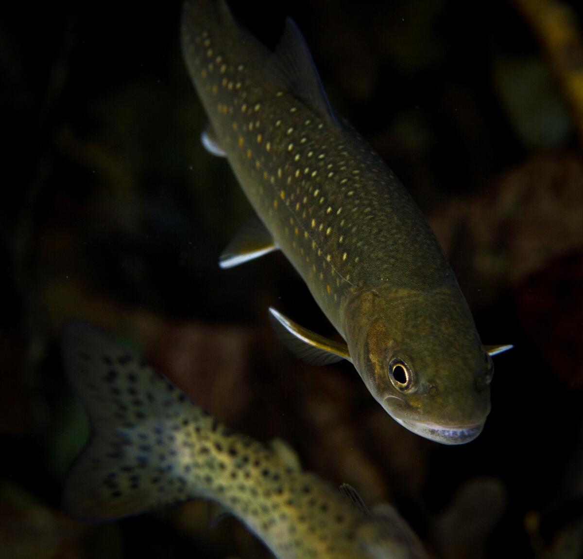 Image: Bull Trout and Westslope Cutthroat Trout