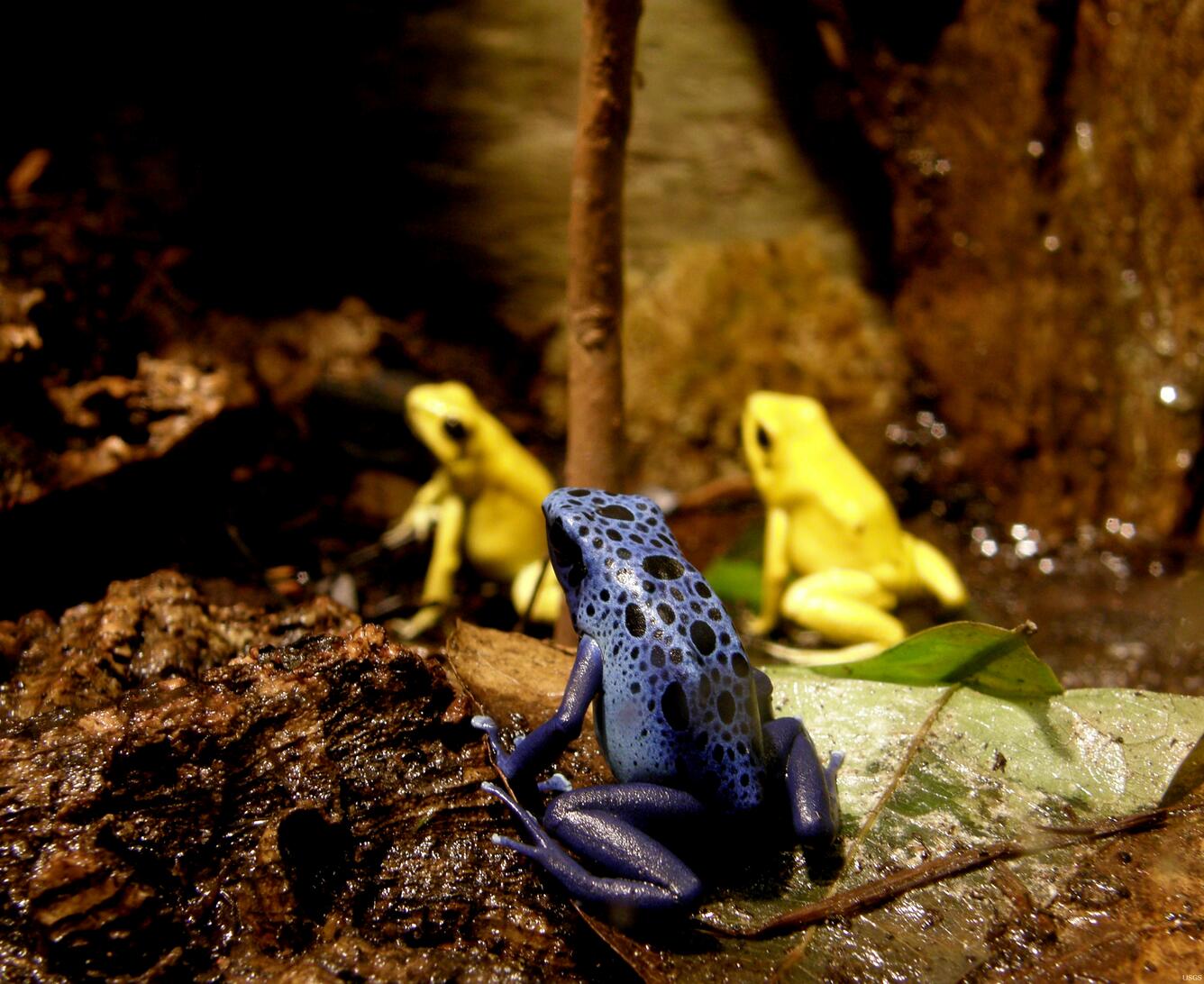 Image: Ambushed by a Dart Poison Frog