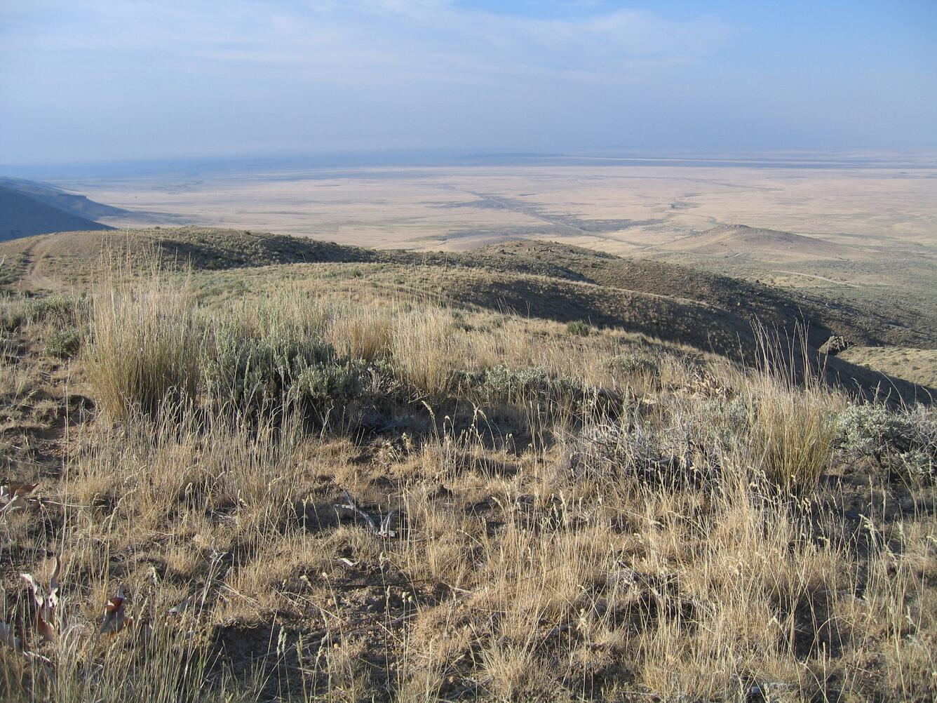 Image:  Big Sagebrush Re-establishing 15 Years Post-wildfire Along the Boise Front Mountains