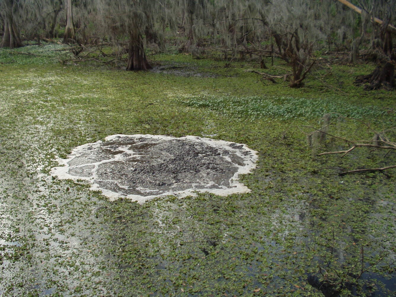 Image: Kissengen Spring, FL