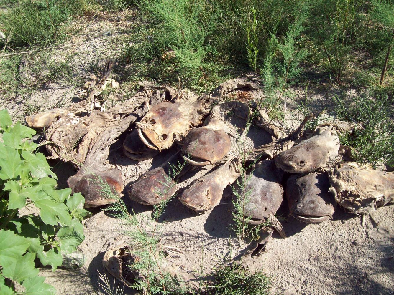 Image: Dried Fish, O.C. Fisher Lake, Texas