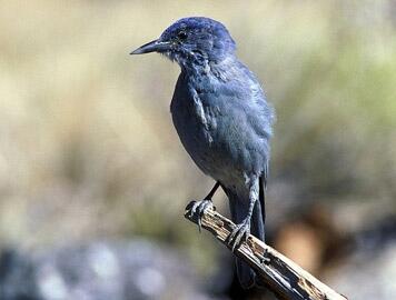 Image: Pinyon Jay