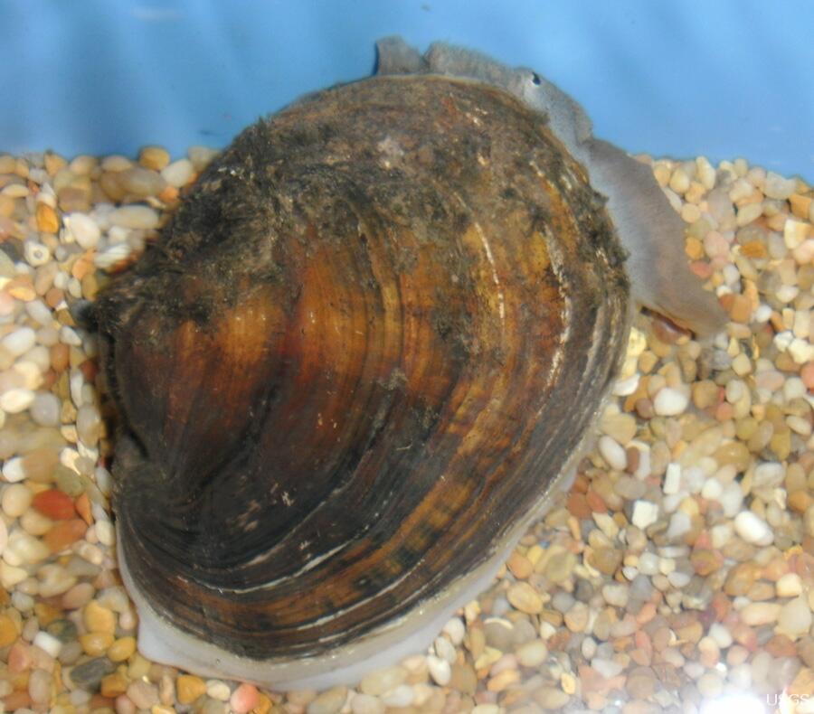 Image: A Pocketbook Mussel