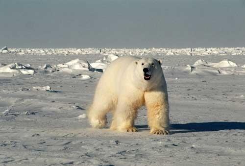 Image: Male Polar Bear