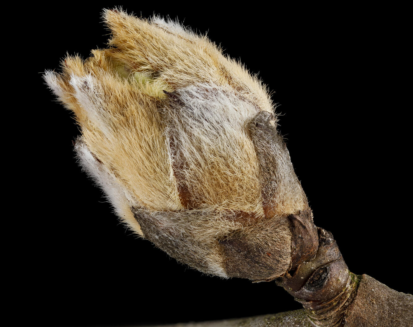 close up of image