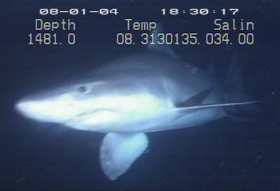 video thumbnail: Ragged-Tooth Shark (Odontaspis ferox)