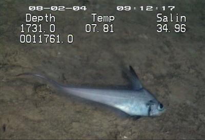 video thumbnail: Rattail (Nezumia aequalis)