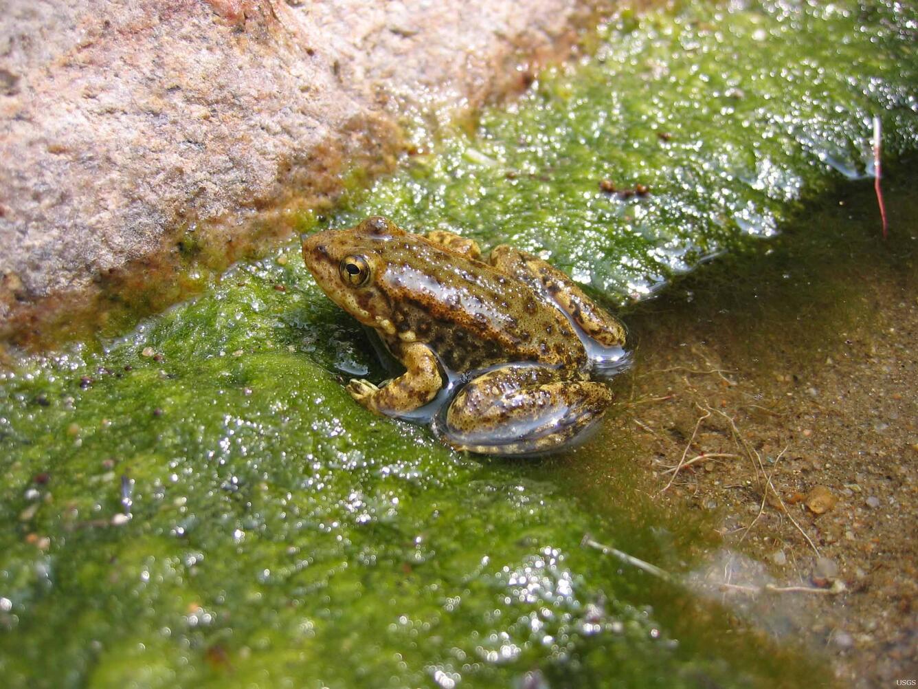 Image: Juvenile Mountain Yellow-legged Frog