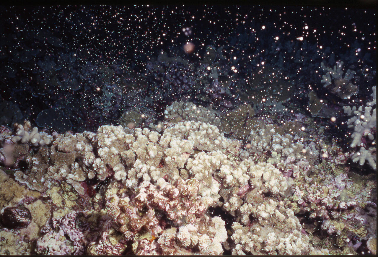 Underwater photograph near a coral reef with small orbs of coral larvae in the water column.