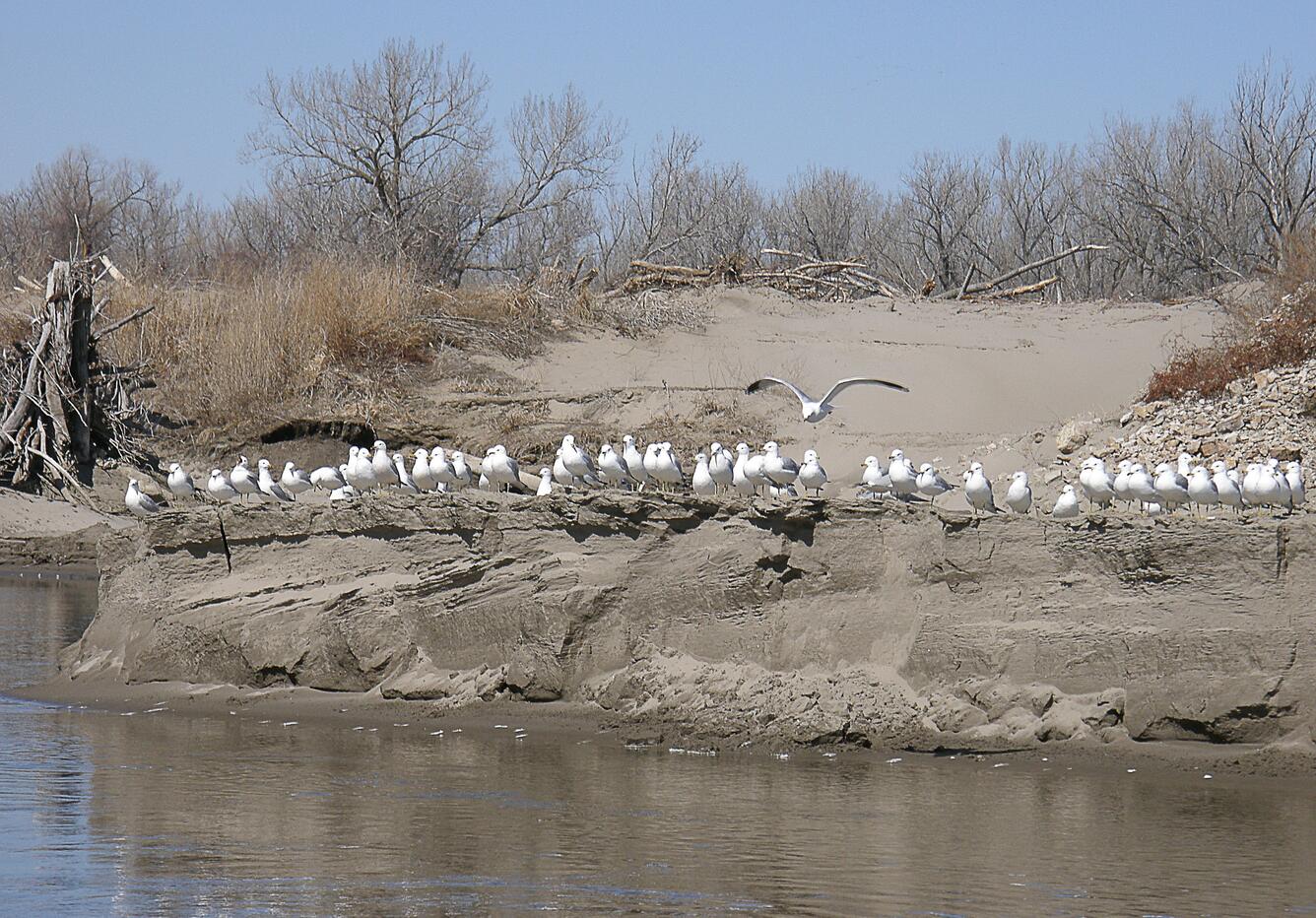 Image: Ring-billed Gulls