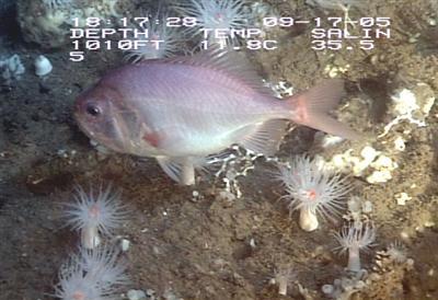 video thumbnail: Slimehead (Gephyroberyx darwini)