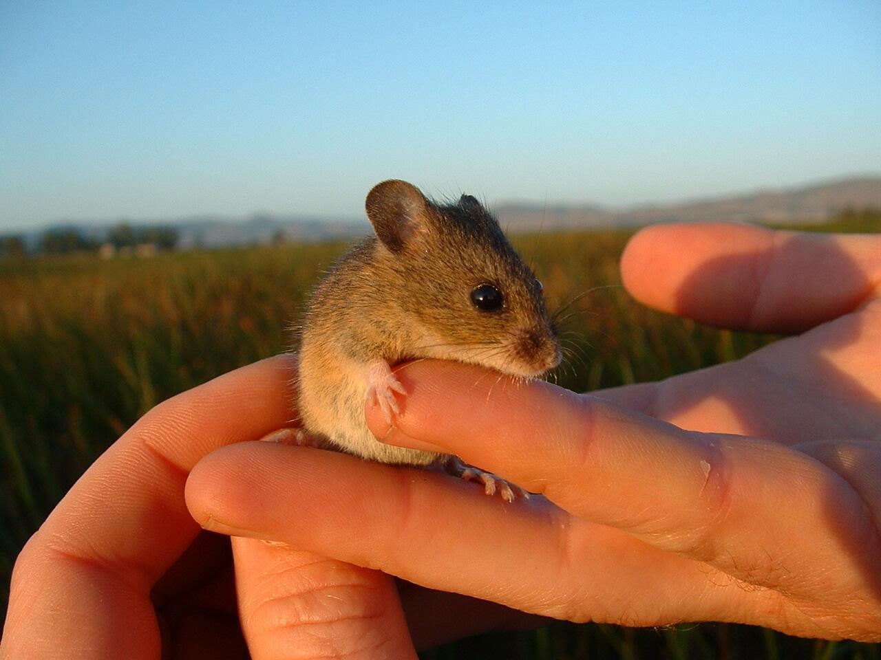 Image: Salt Marsh Harvest Mouse (Reithrodontomys Raviventris)