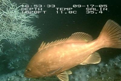 video thumbnail: Snowy Grouper (Epinephelus niveatus)