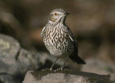 Image: Sage Thrasher