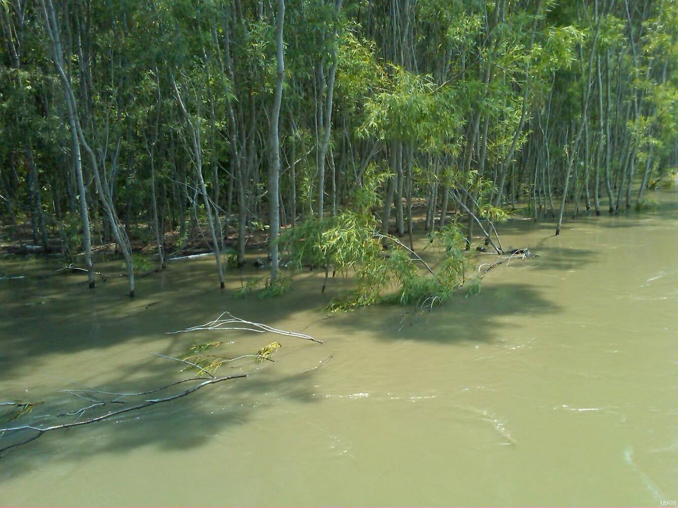 Image: flooded Vegetation