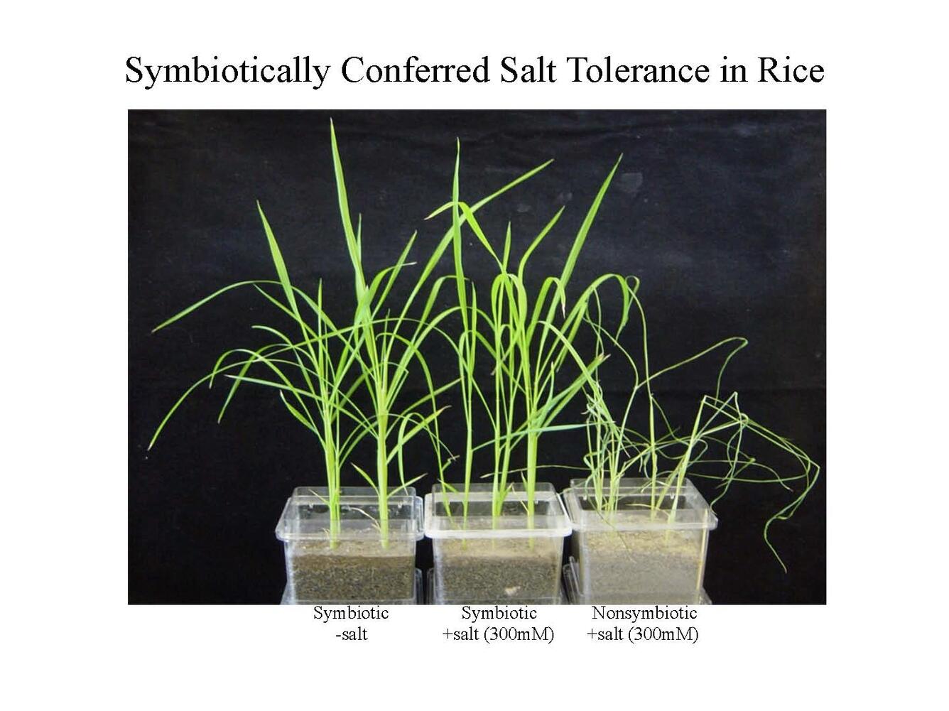 Image: Rice Plants Grown With and Without Endophytes