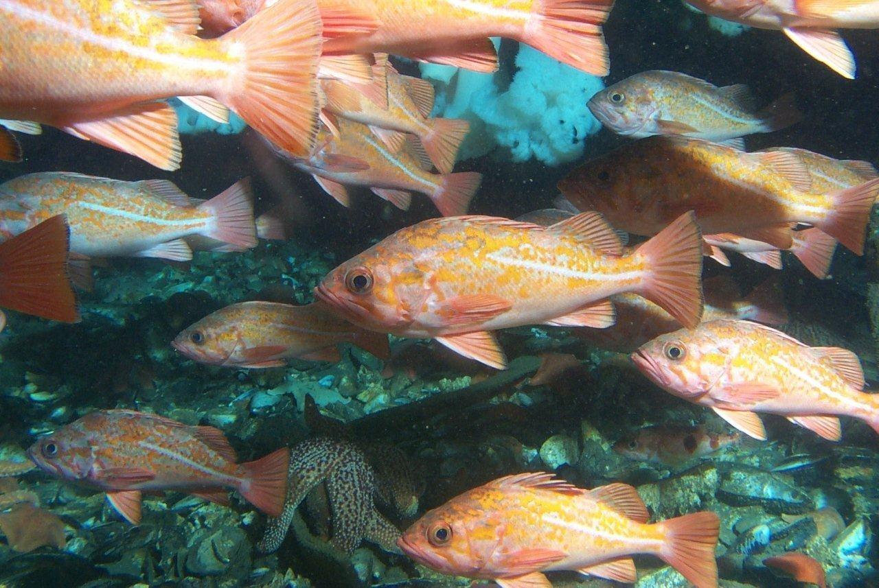 Image: Rockfishes Inhabit Oil Platforms