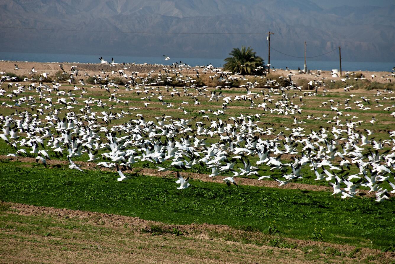 Image: Snow Geese