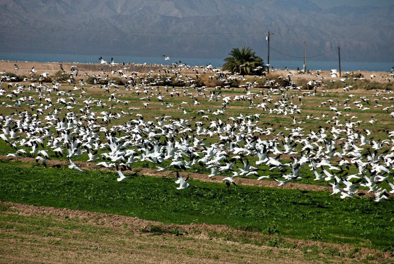 Image: Snow Geese 