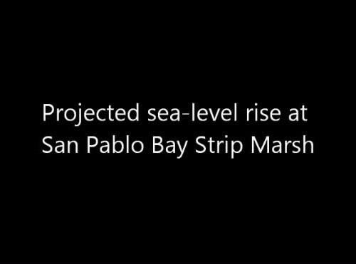 video thumbnail: Sea-level Rise Scenario for San Francisco Bay Estuary - San Pablo Bay Strip Marsh