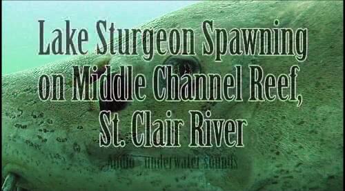 video thumbnail: USGS spawning habitat restoration for the State- and Provincially-threatened lake sturgeon in the international St. Clair River.