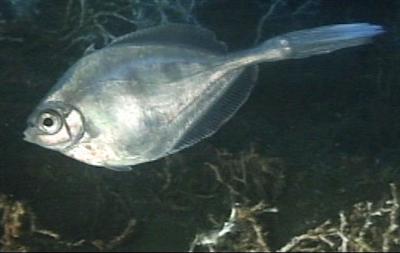 video thumbnail: Tinselfish (Grammicolepis brachiusculus)