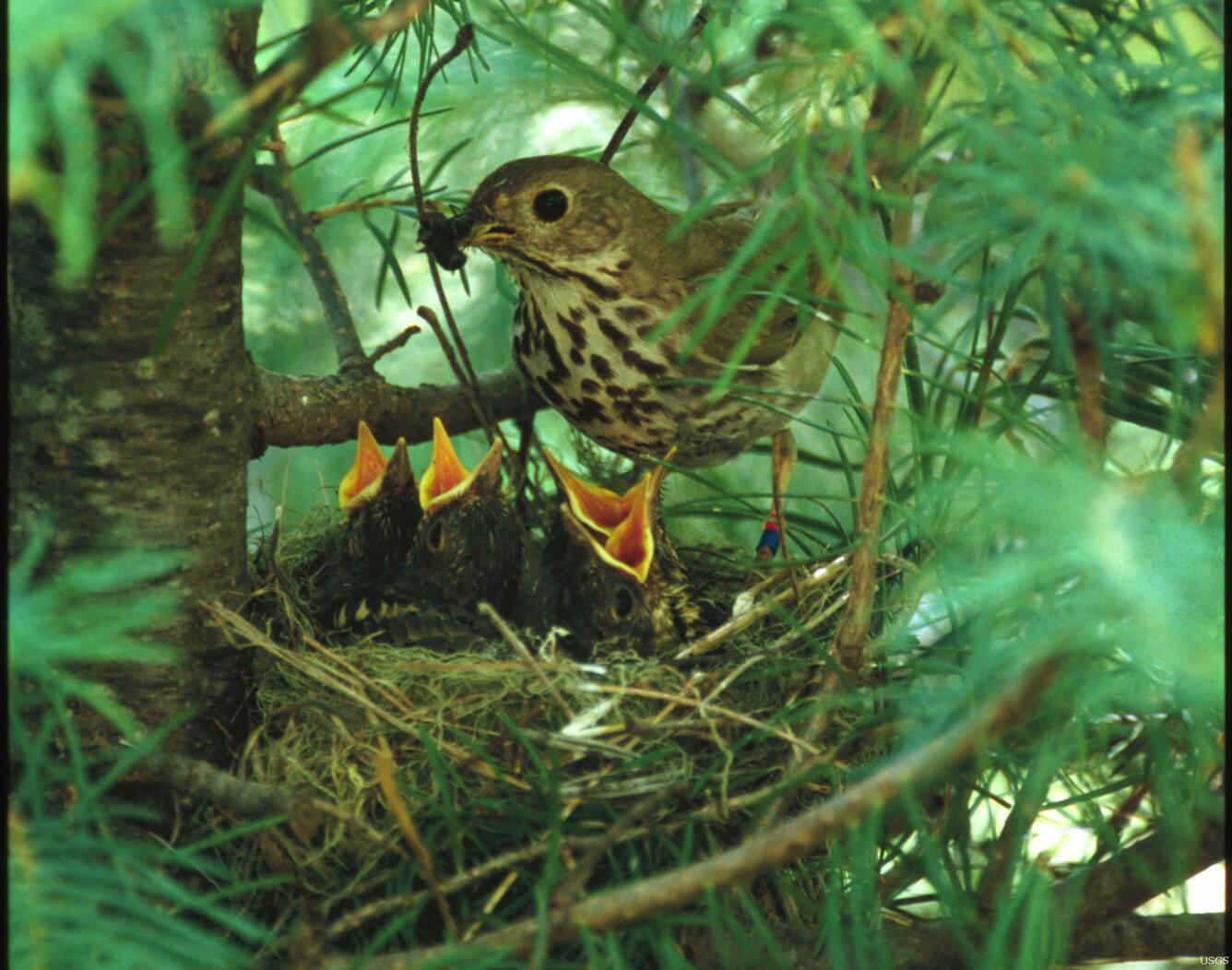 Image: A Hermit Thrush on the Nest in Arizona