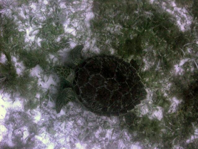 Image: Green Sea Turtle Swimming over Seagrass Habitat